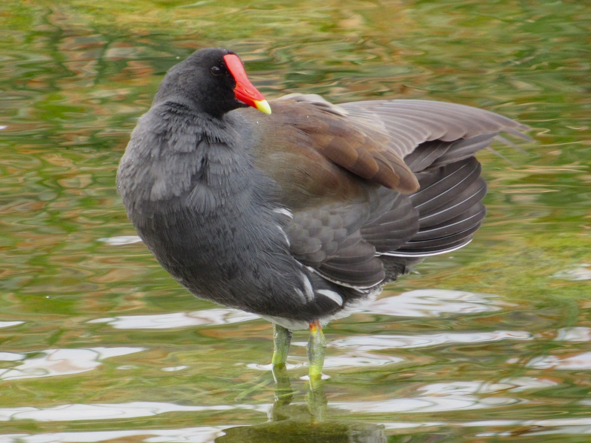 Gallinule d'Amérique - ML645680815