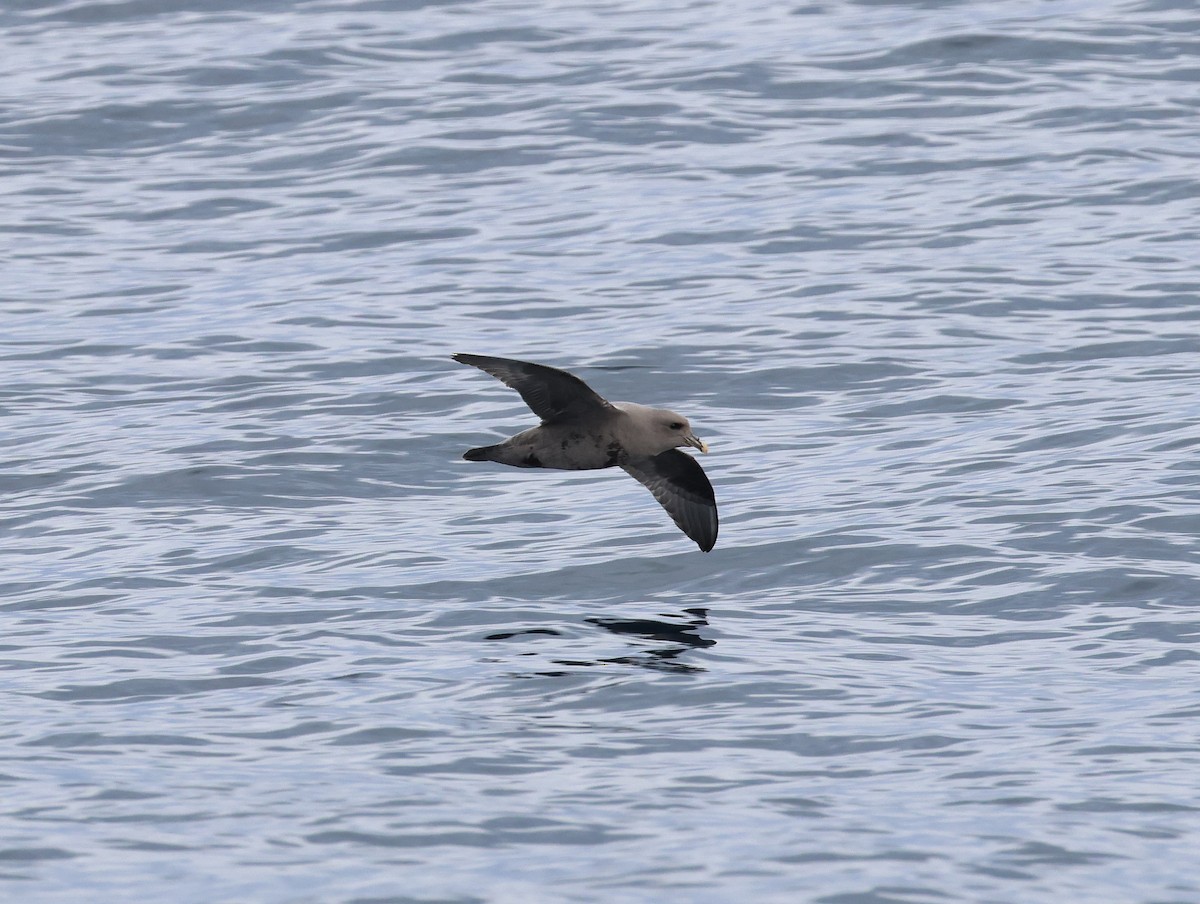 Fulmar boreala - ML645680816