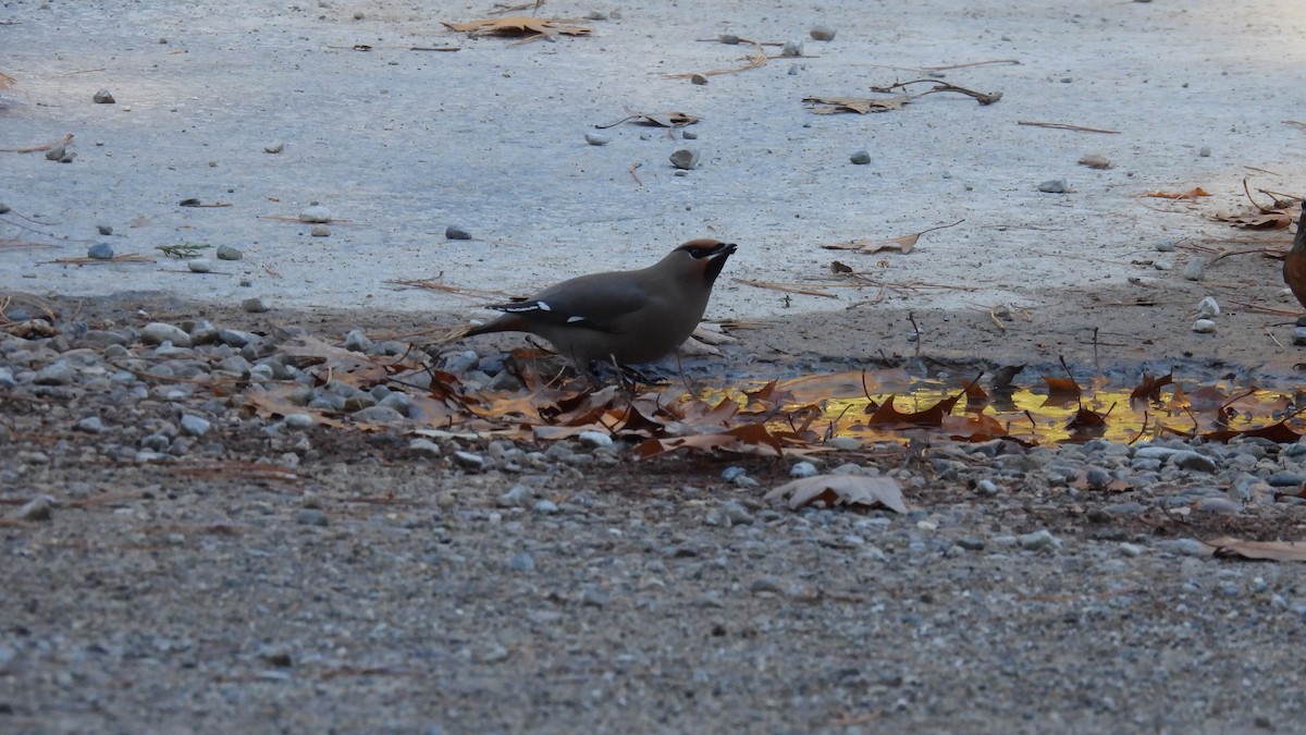 Buztanori boreala - ML645680835