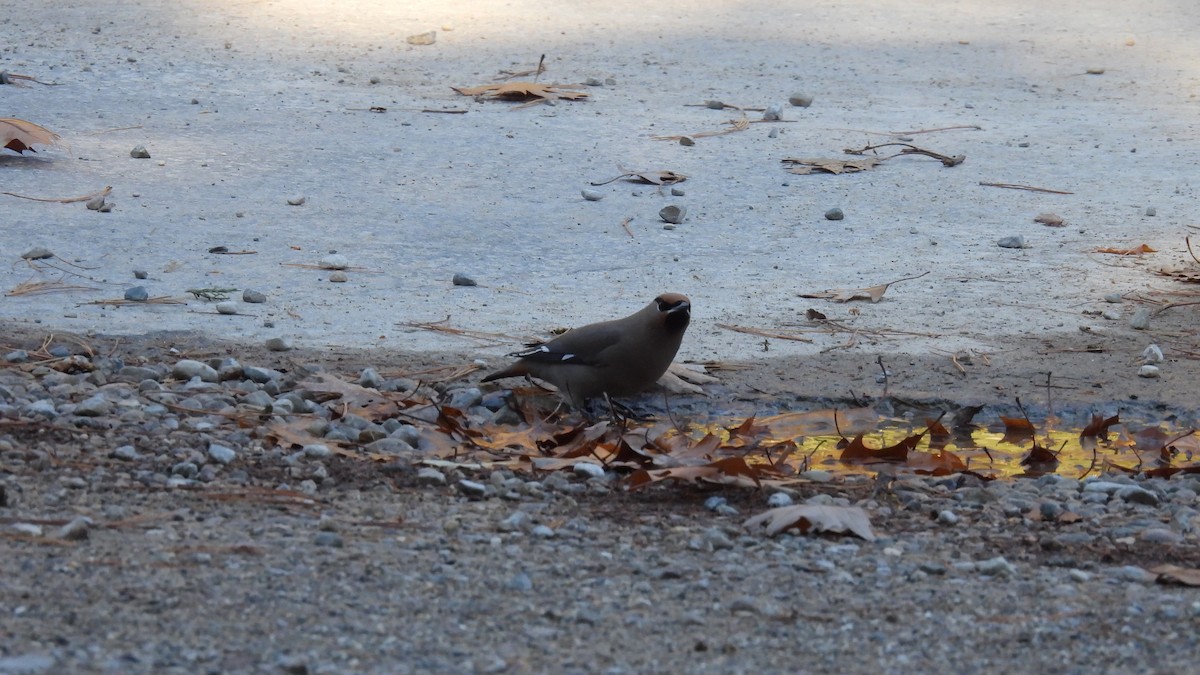 Buztanori boreala - ML645680836