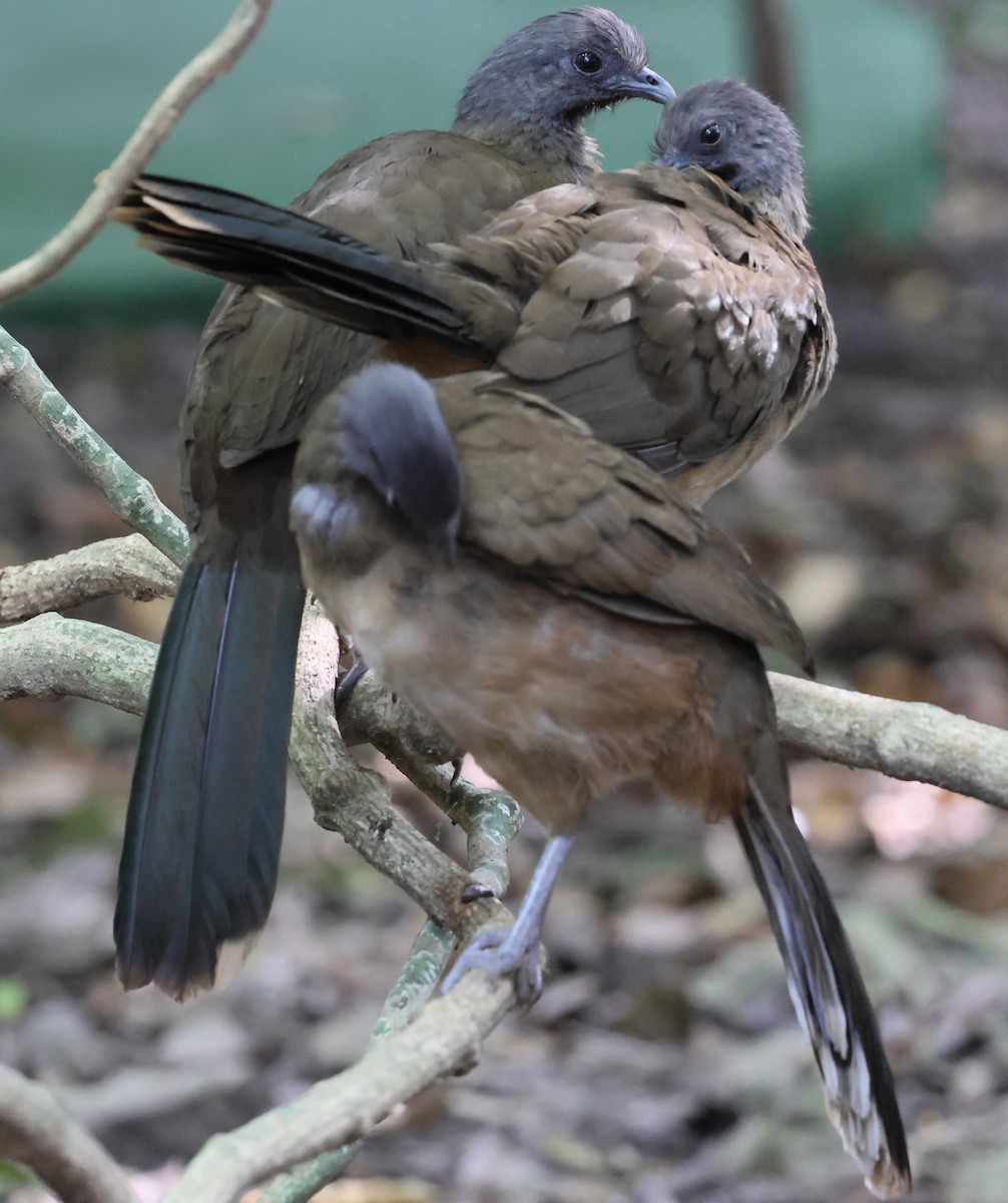 Braunflügelguan - ML645680855