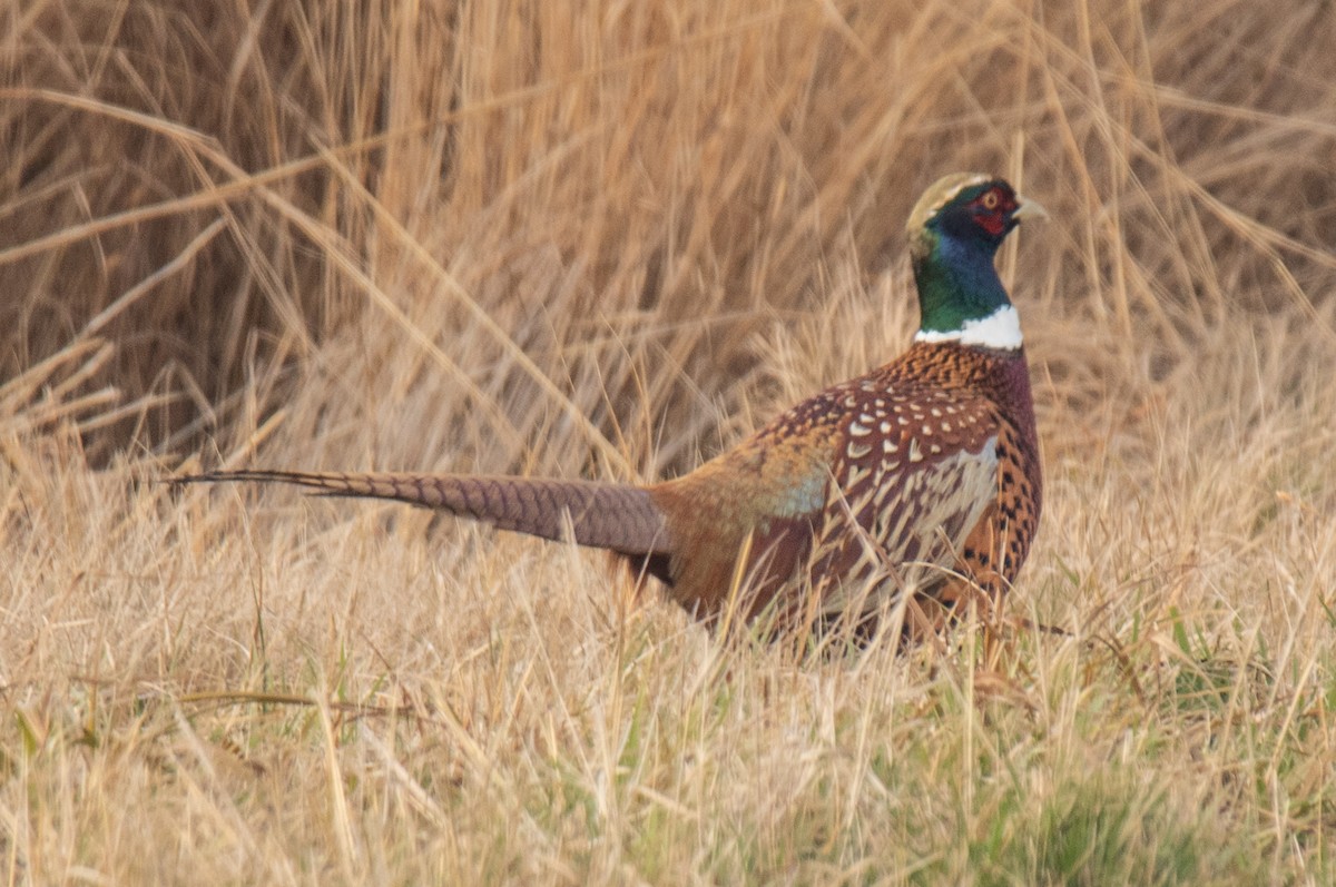 Ring-necked Pheasant - ML645680861