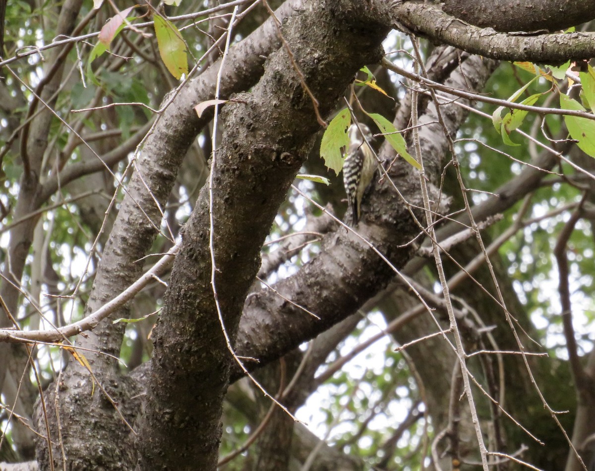 Japanese Pygmy Woodpecker - ML645680866