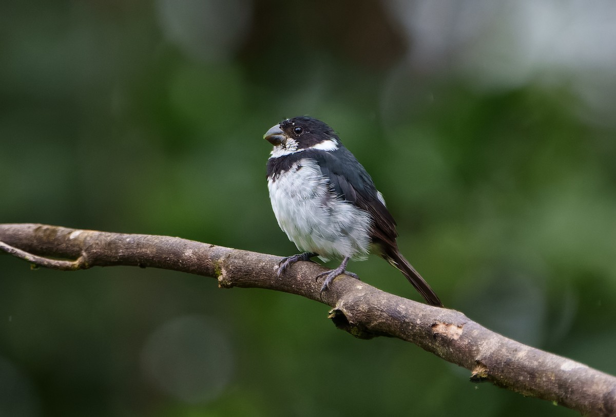 Variable Seedeater - ML645680871
