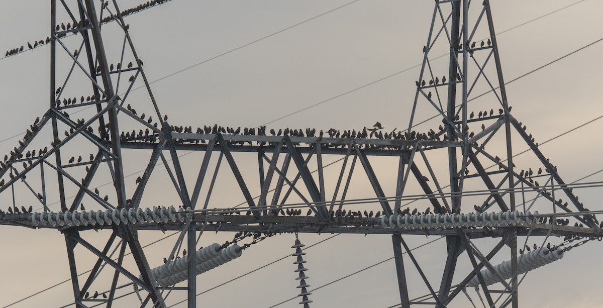 European Starling - ML645680873