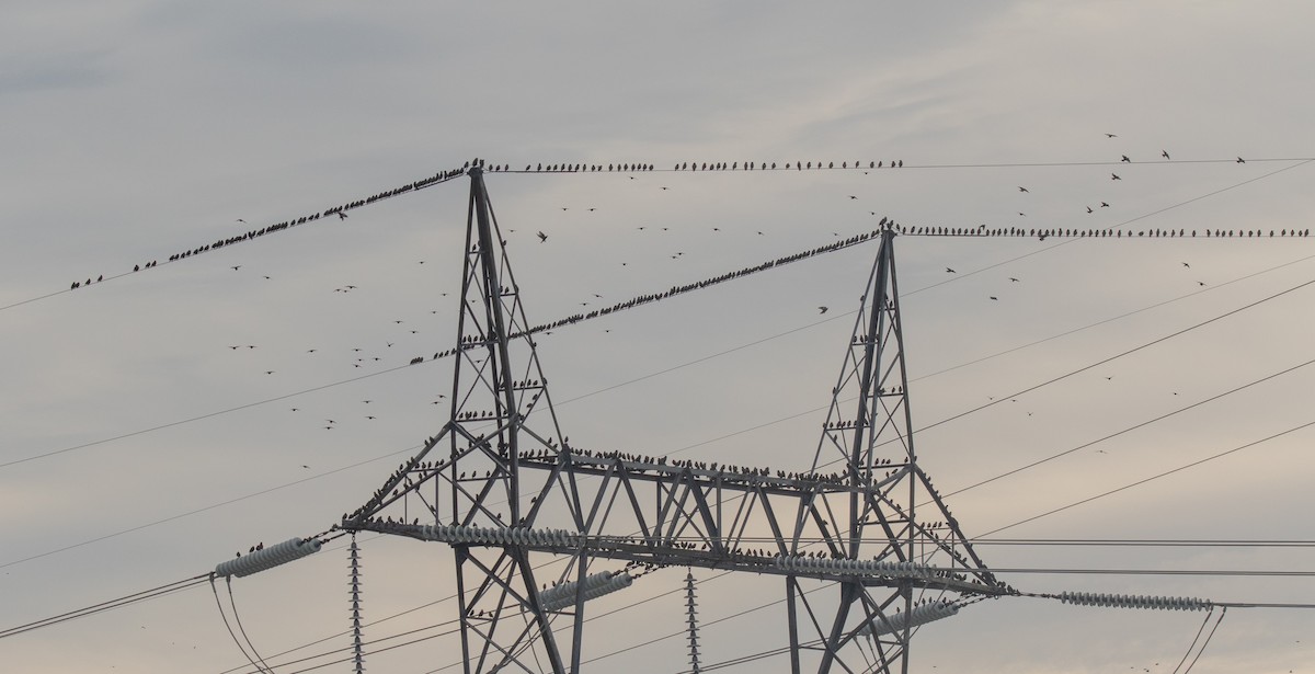 European Starling - ML645680874