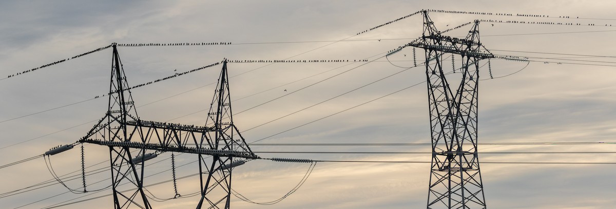 European Starling - ML645680875