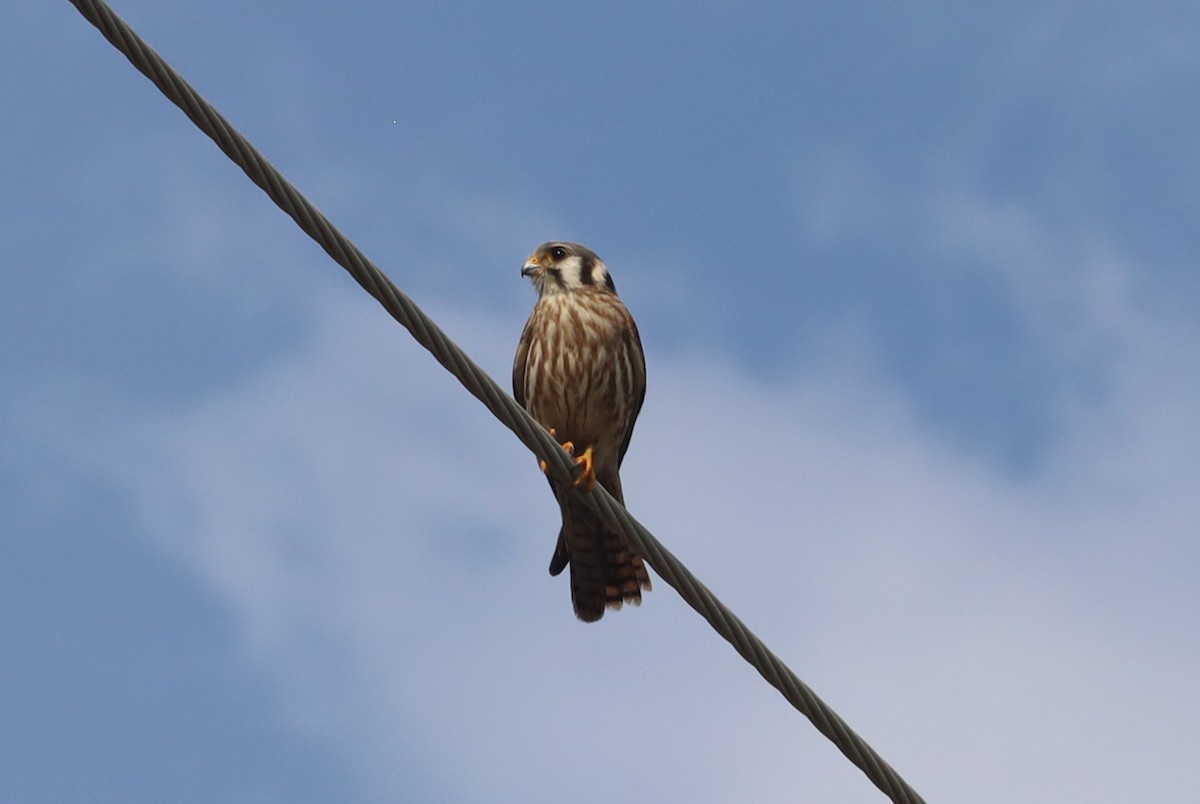 American Kestrel - ML645680885