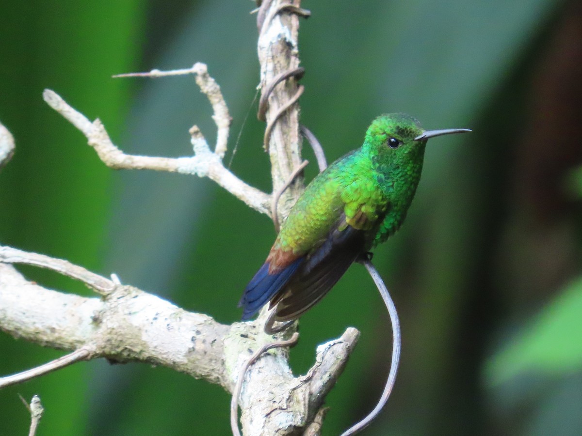 Copper-rumped Hummingbird - ML645680899