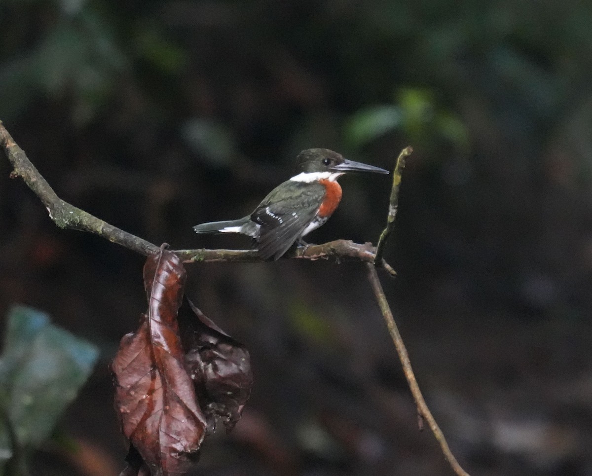 Green Kingfisher - ML645680902