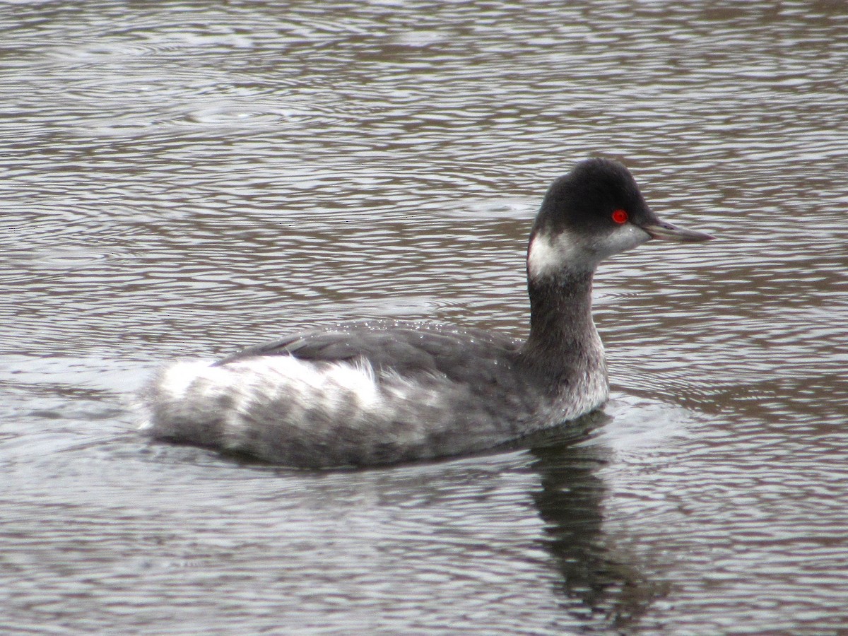 Schwarzhalstaucher - ML645680923