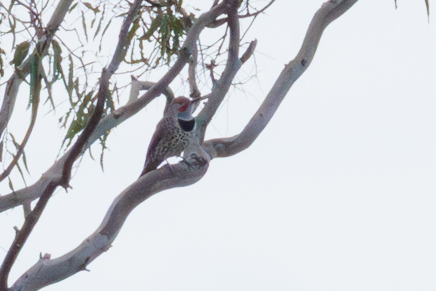 Altın Ağaçkakan - ML645680930