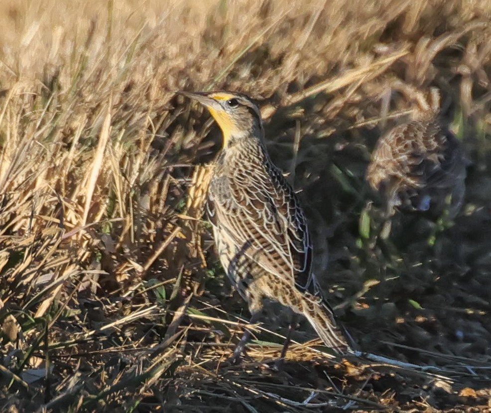 Western Meadowlark - ML645680951