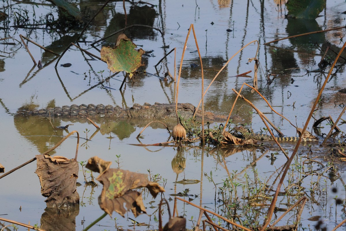 Animals - ML645680954