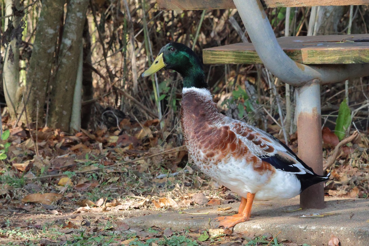 kachna domácí - ML645680962