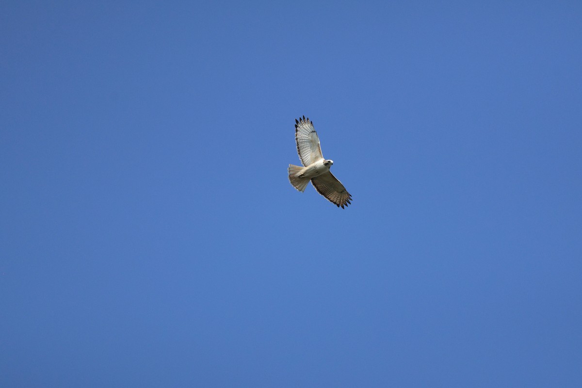 káně rudochvostá (ssp. kriderii) - ML645680969