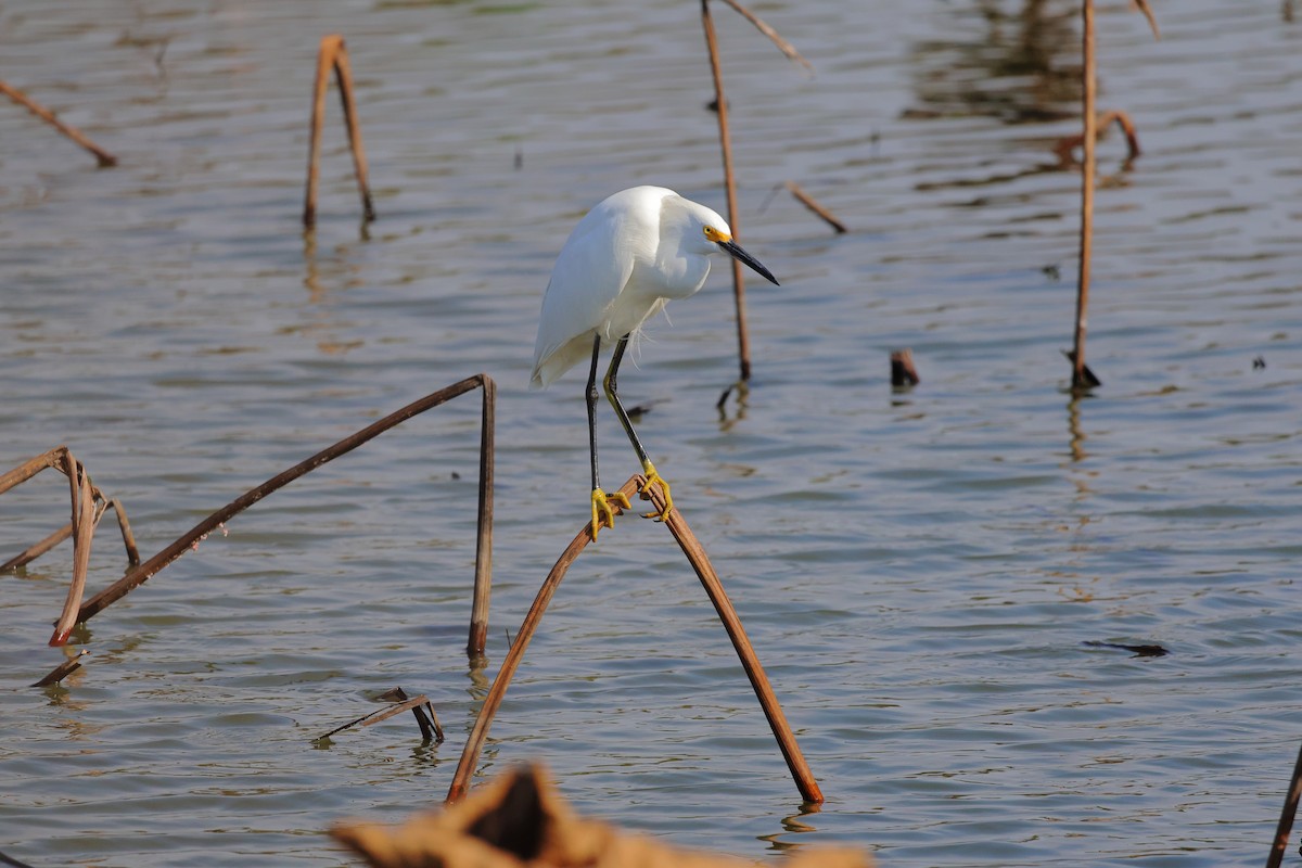 volavka bělostná - ML645680978