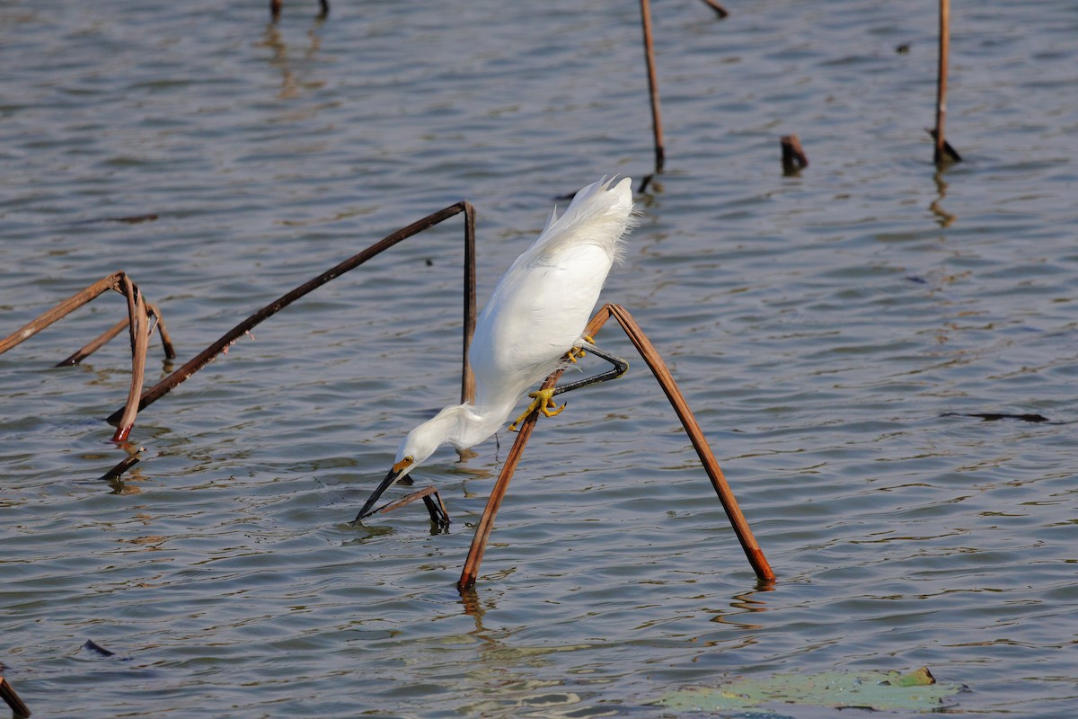 volavka bělostná - ML645680979