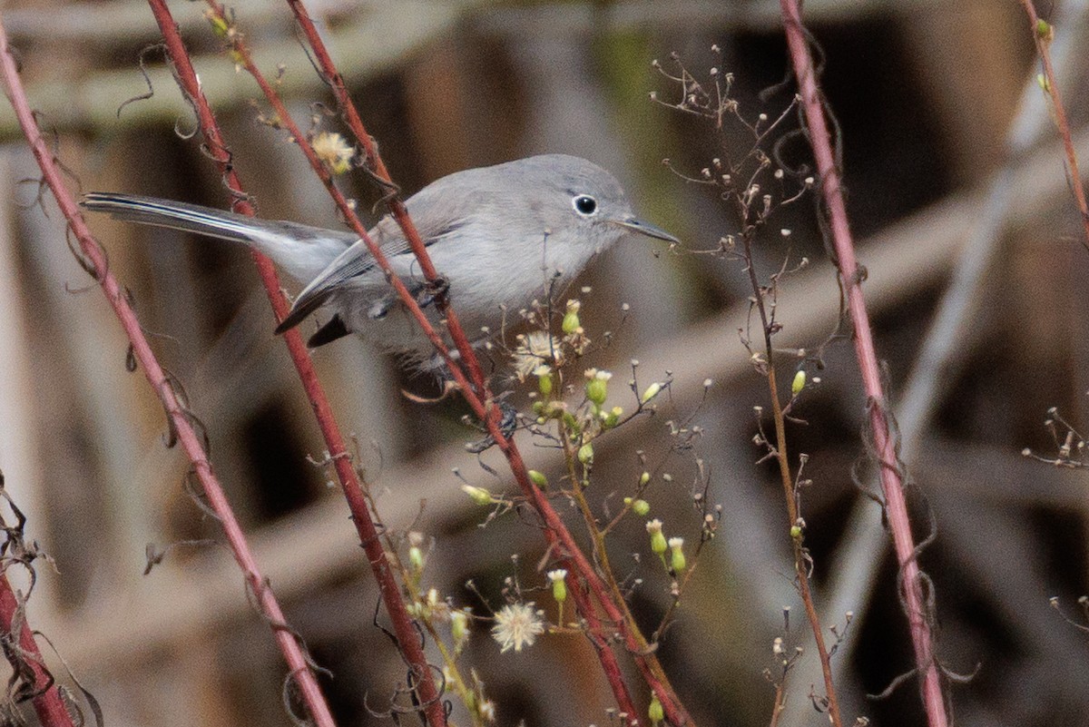 Голубая комароловка - ML645680992