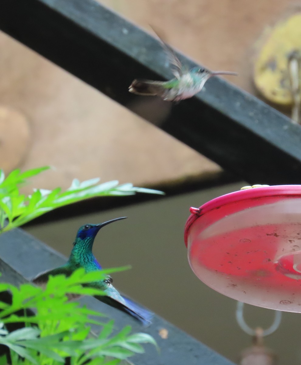 fiolørekolibri - ML645680998