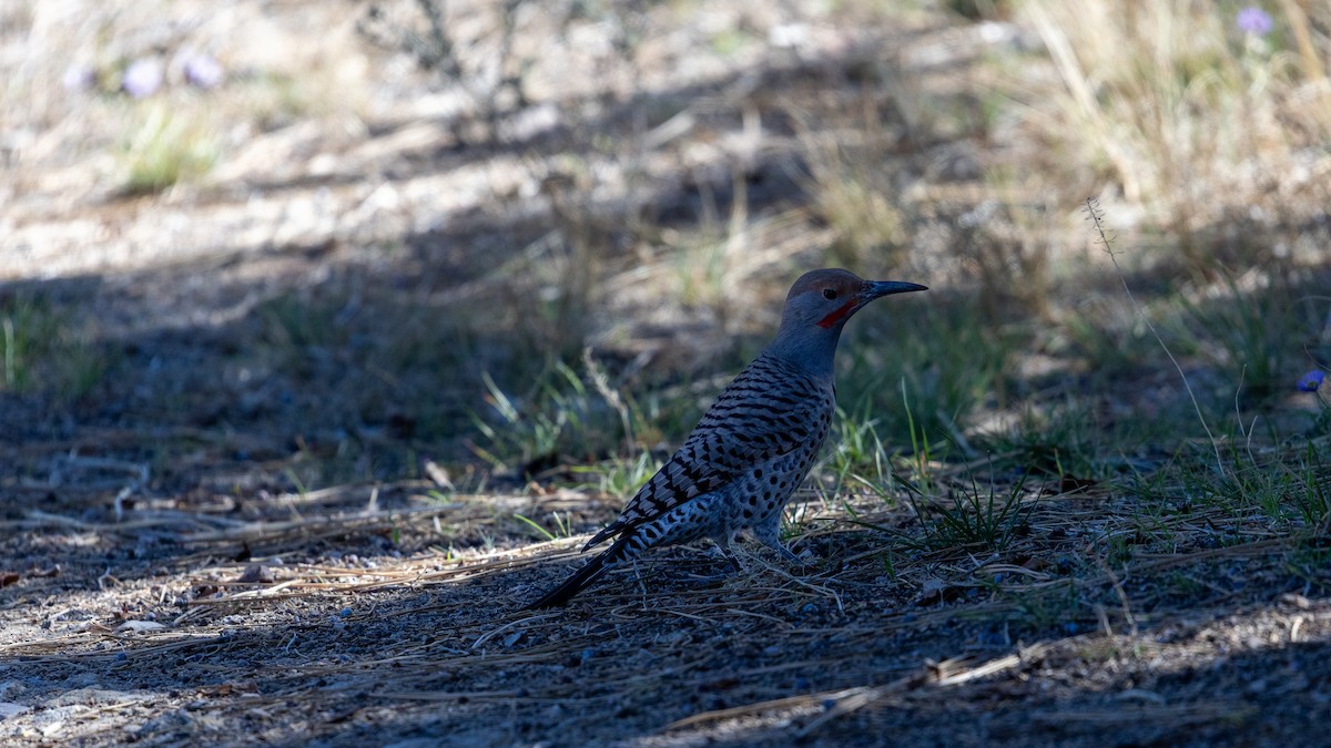 Altın Ağaçkakan - ML645681018