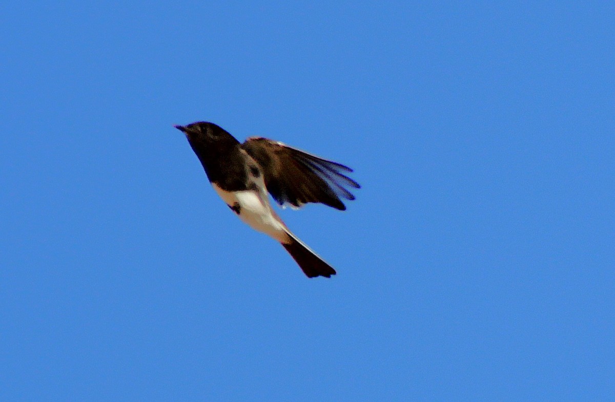 Black Phoebe - ML645681022