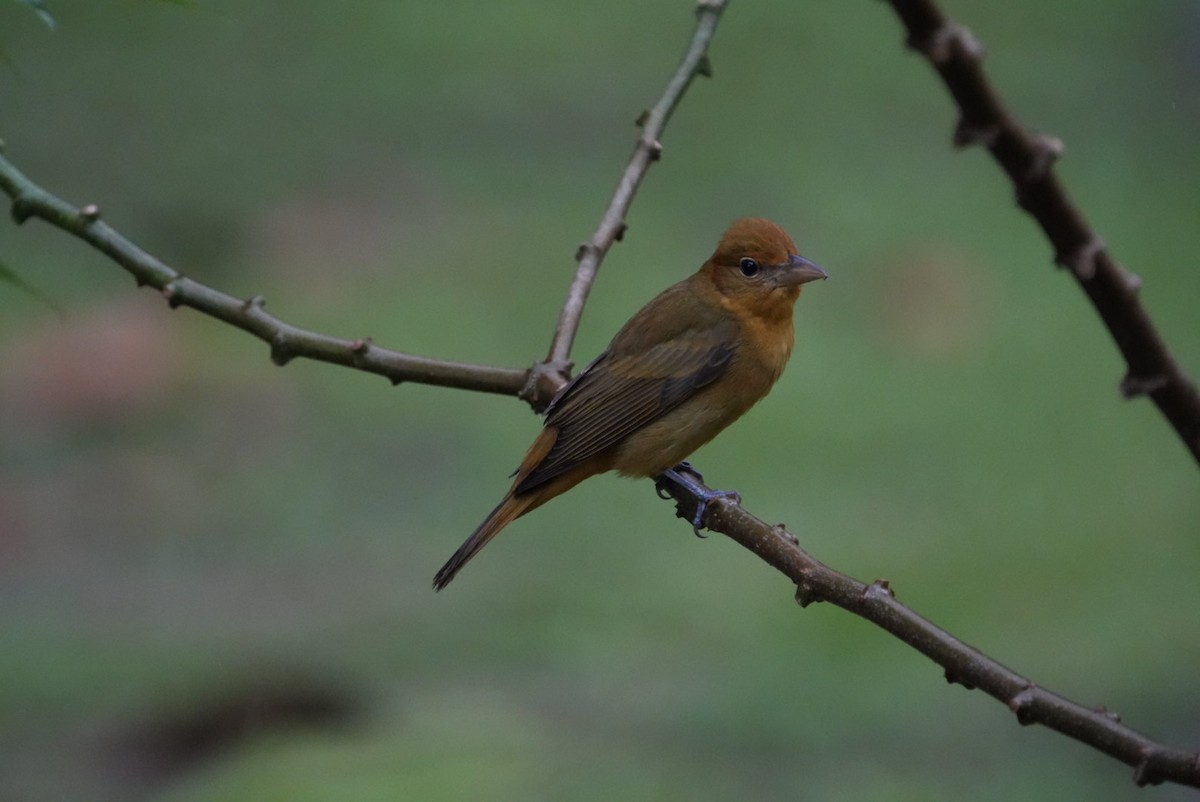 Summer Tanager - ML645681047
