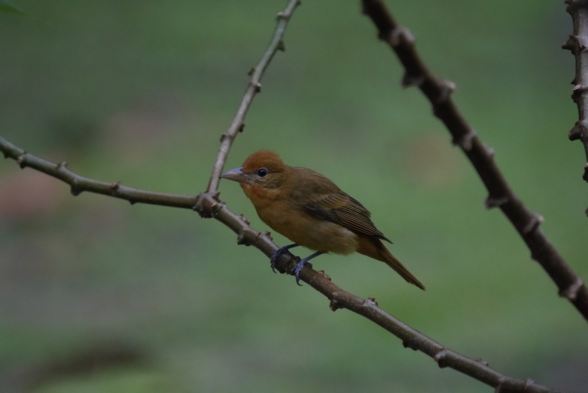 Summer Tanager - ML645681048