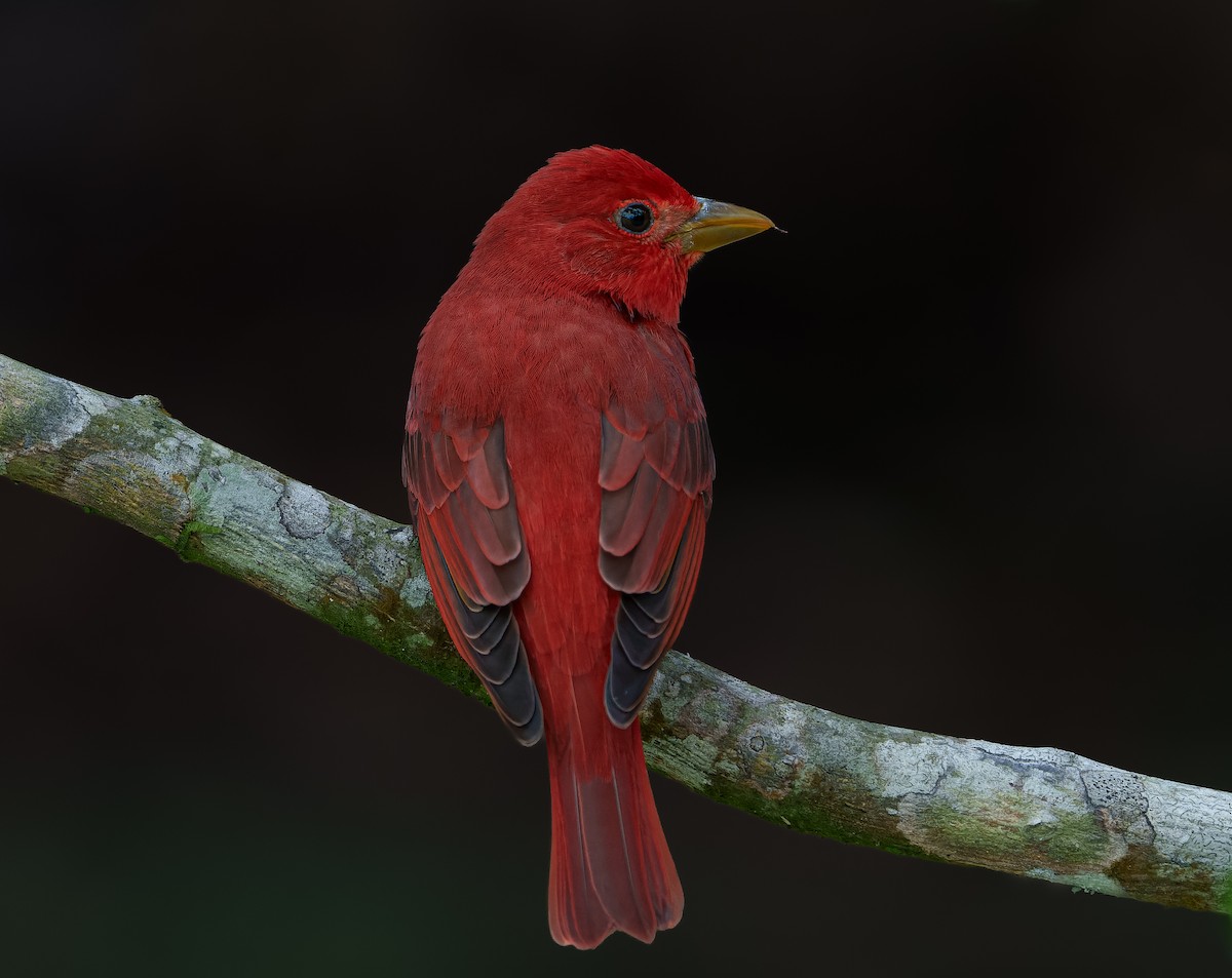 Summer Tanager - ML645681049