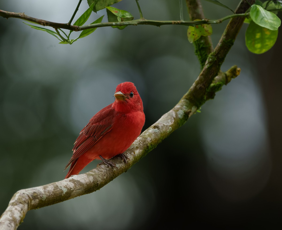 Summer Tanager - ML645681050