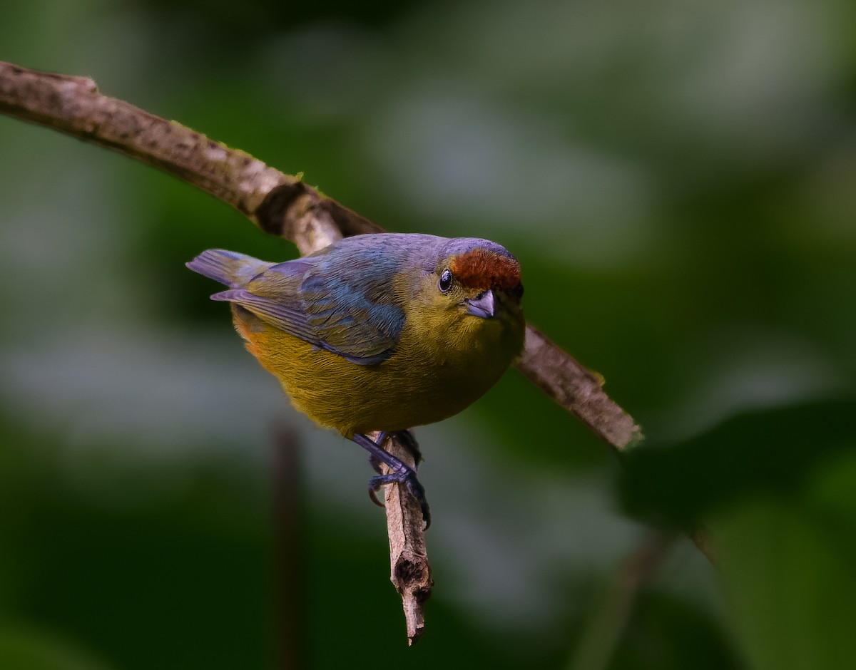 Fulvous-vented Euphonia - ML645681105