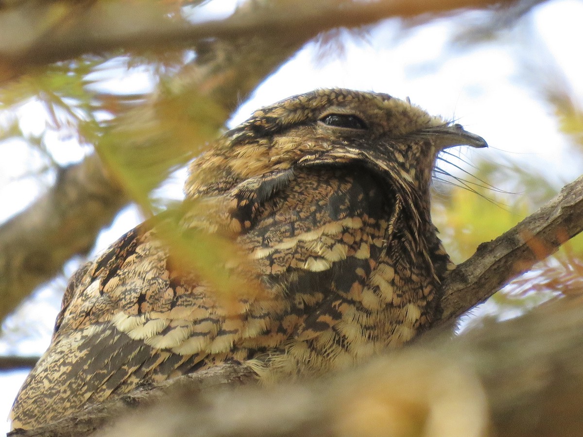 Eastern Whip-poor-will - ML645681108