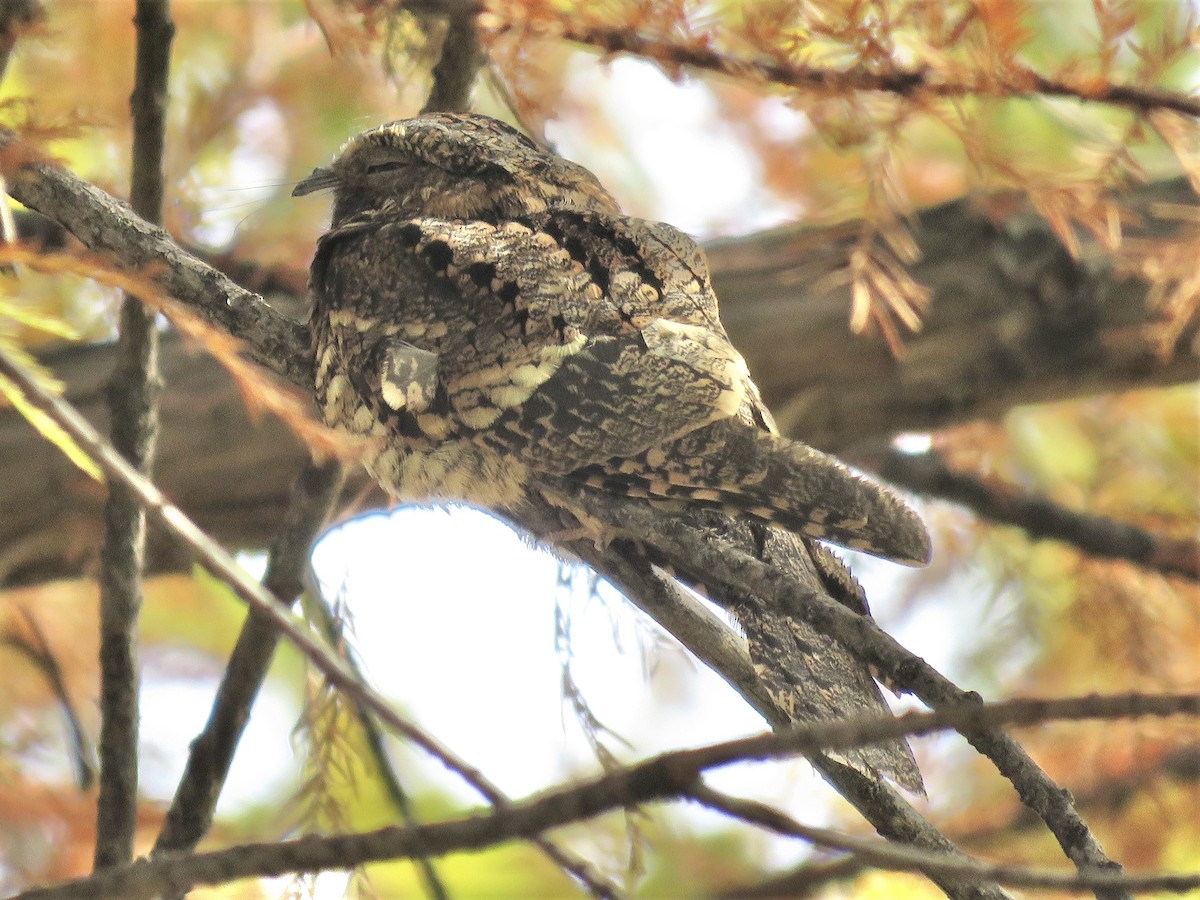 Eastern Whip-poor-will - ML645681109