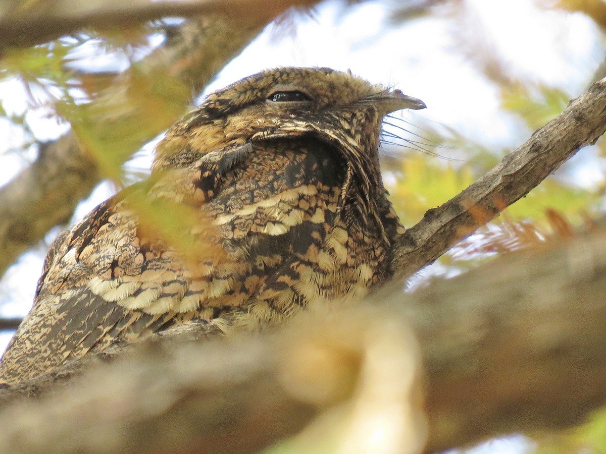 Eastern Whip-poor-will - ML645681110