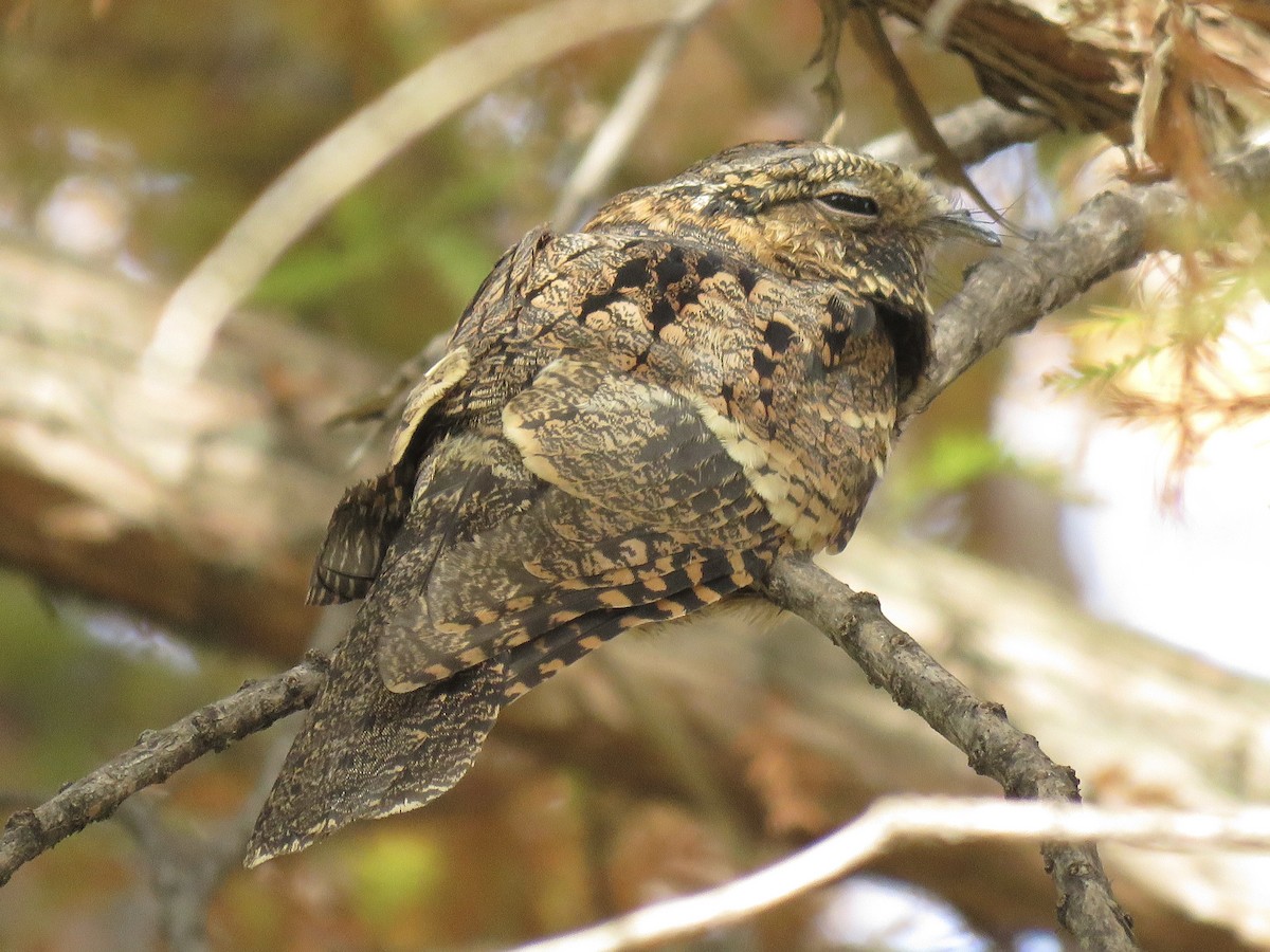 Eastern Whip-poor-will - ML645681115