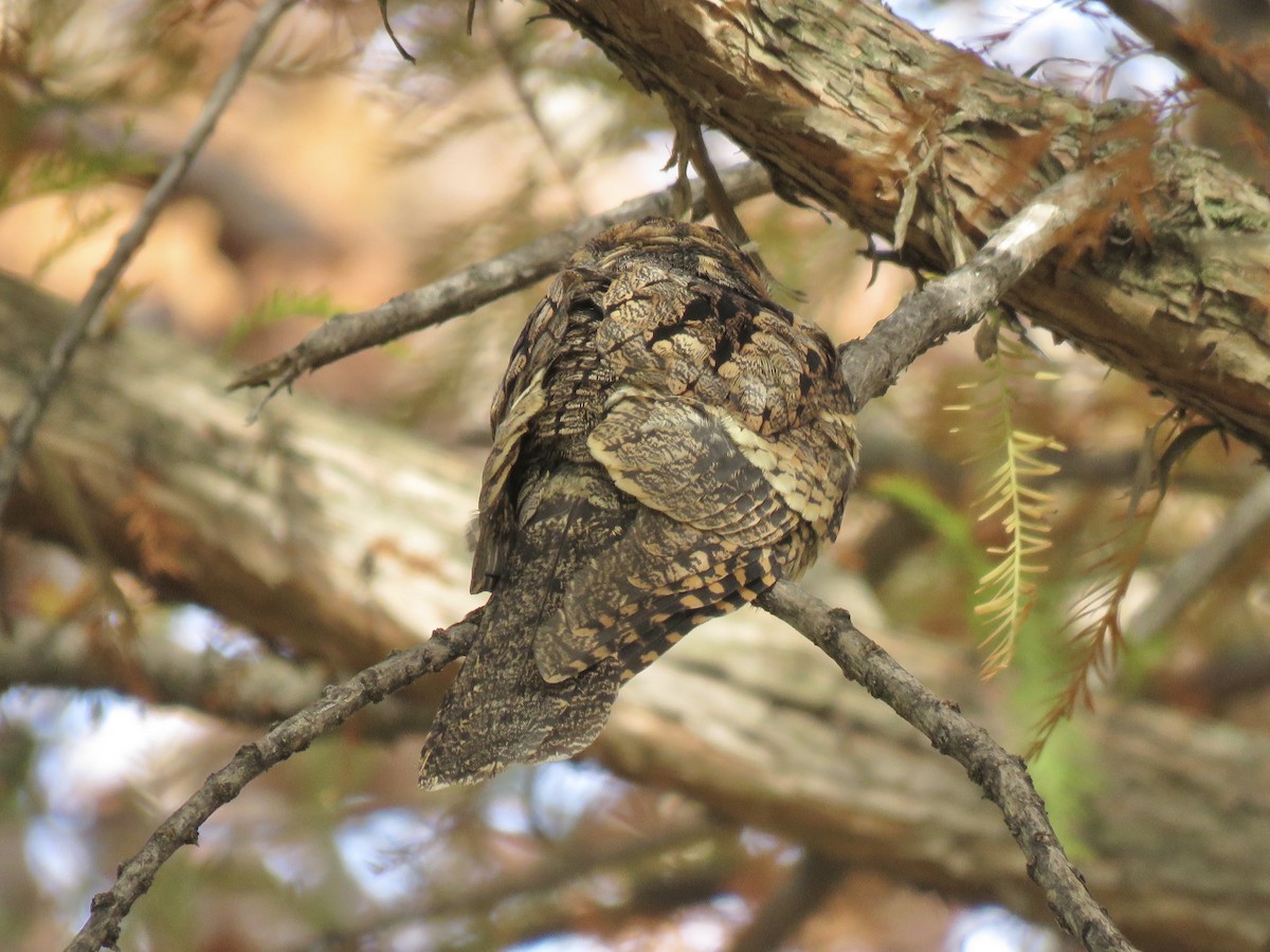 Eastern Whip-poor-will - ML645681116