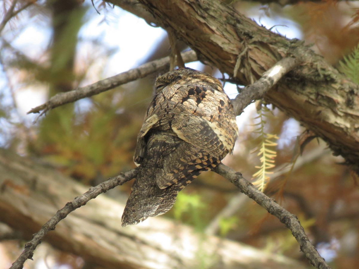 Eastern Whip-poor-will - ML645681117