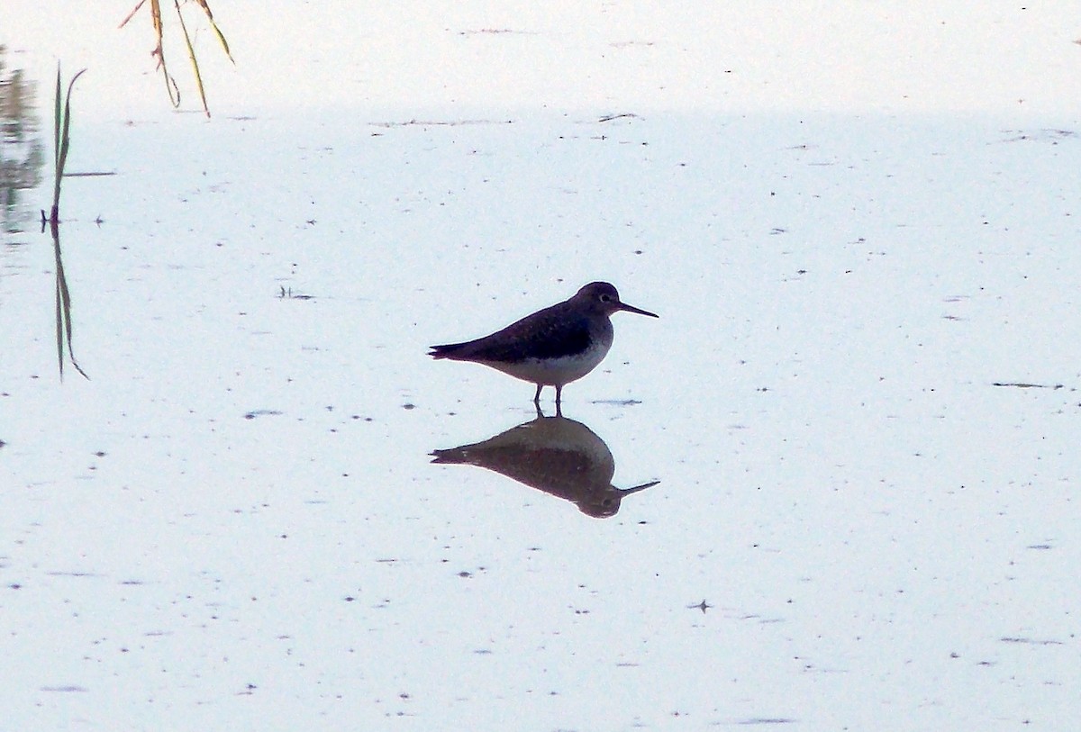 Solitary Sandpiper - ML645681120