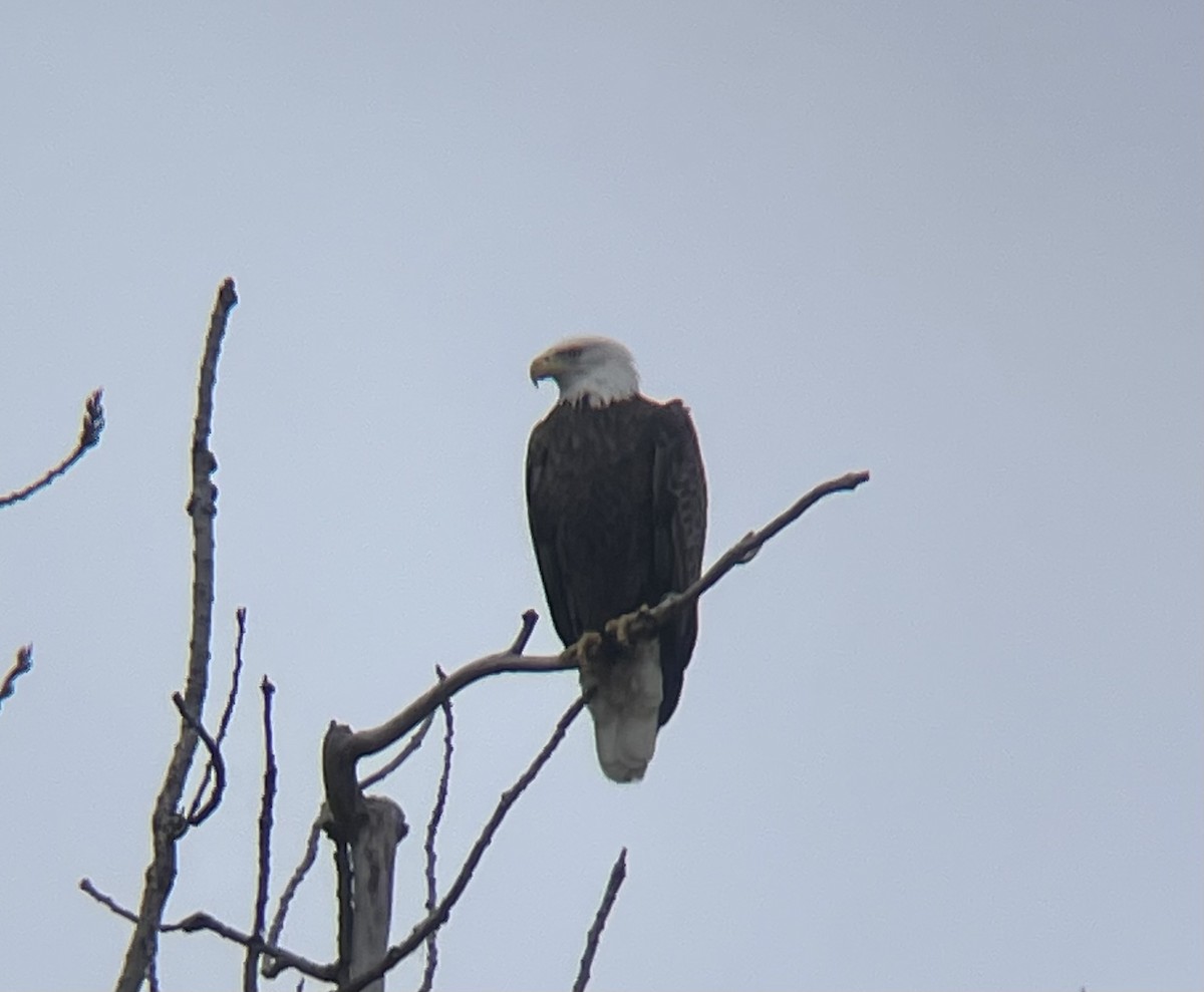 Bald Eagle - ML645681129