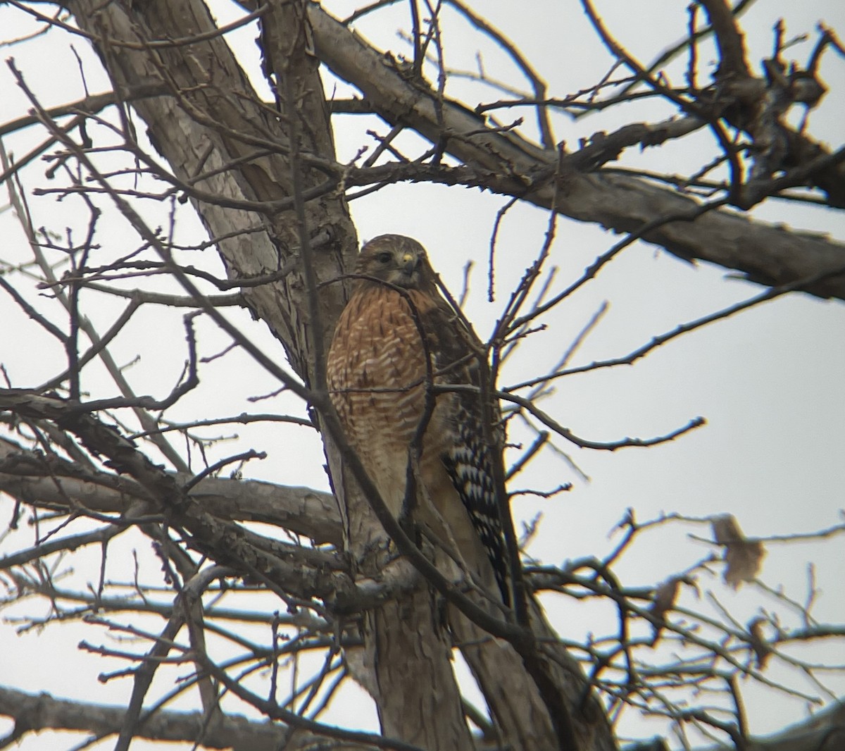 Red-shouldered Hawk - ML645681137