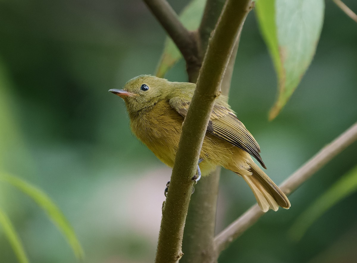 Ochre-bellied Flycatcher - ML645681148