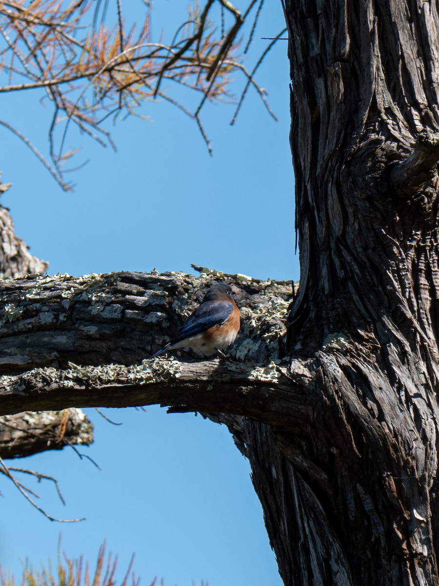 Eastern Bluebird - ML645681154