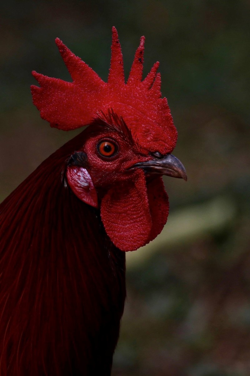 kur domácí - ML645681155