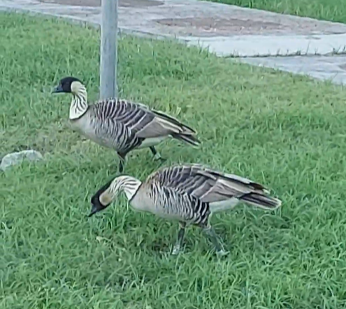 Hawaiian Goose - ML645681157