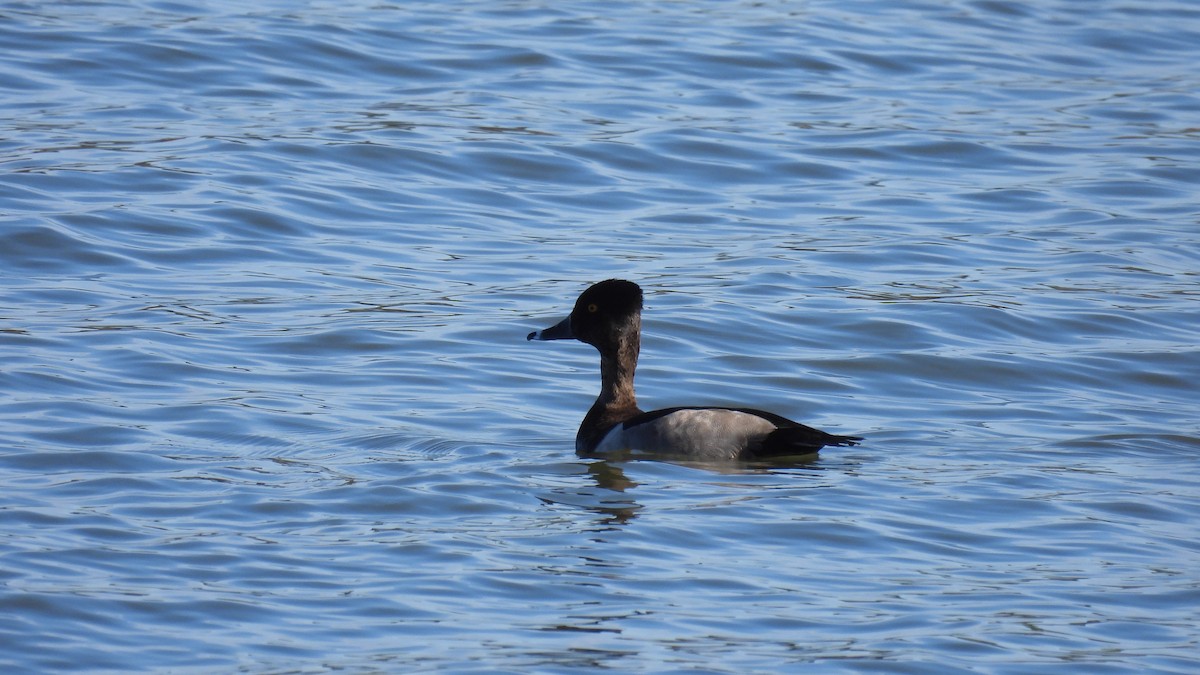 Ring-necked Duck - ML645681158