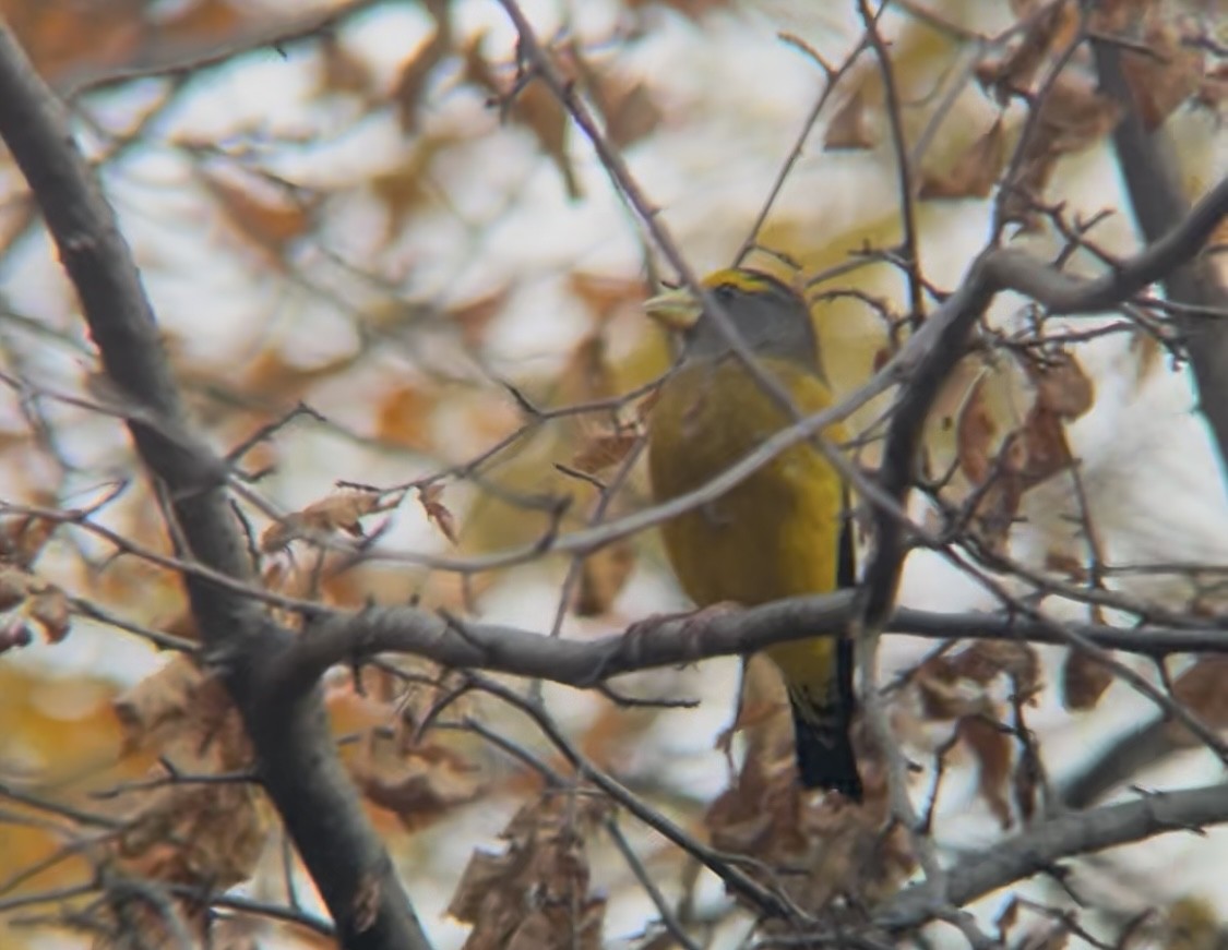 Evening Grosbeak - ML645681160