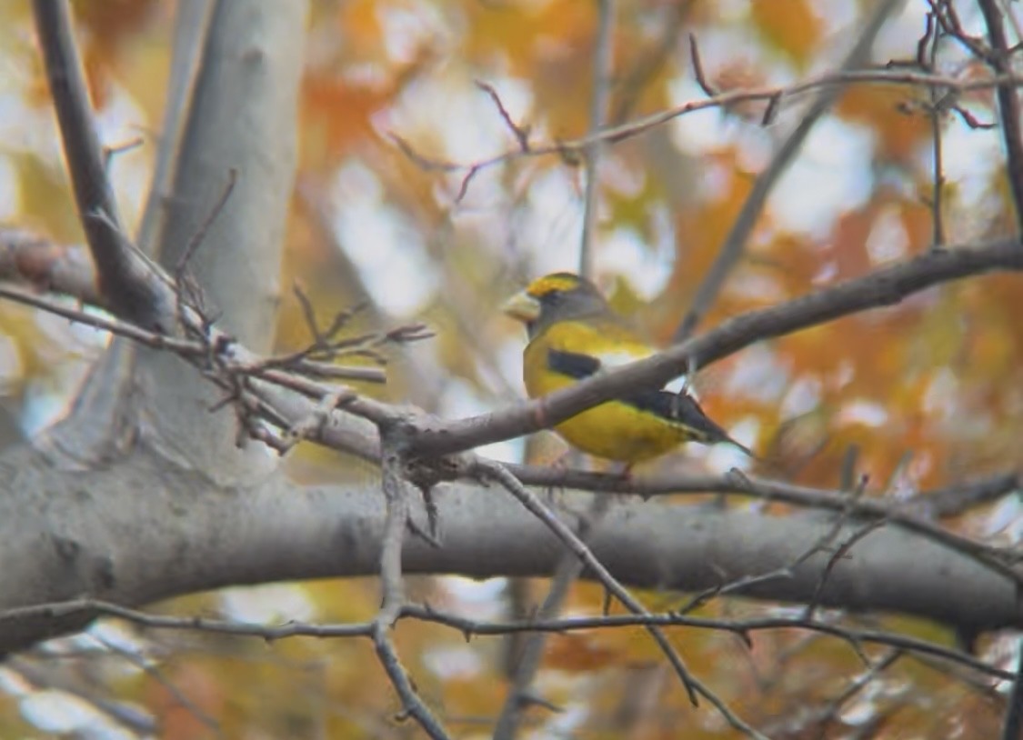 Evening Grosbeak - ML645681161