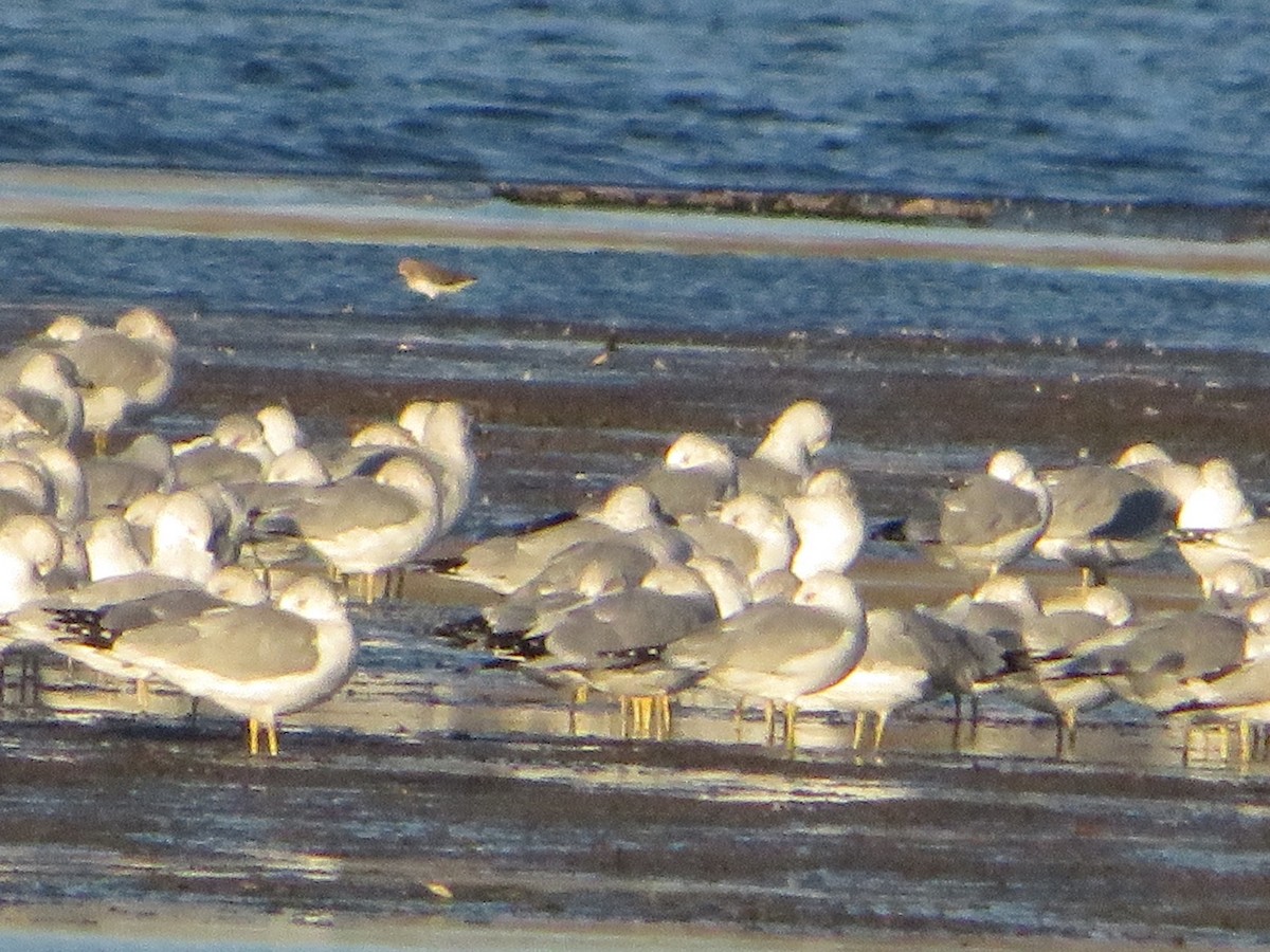 Dunlin - ML645681163