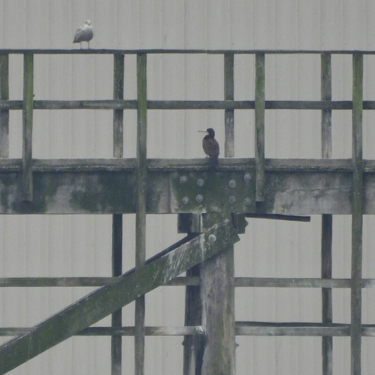 terej kokosový - ML645681173