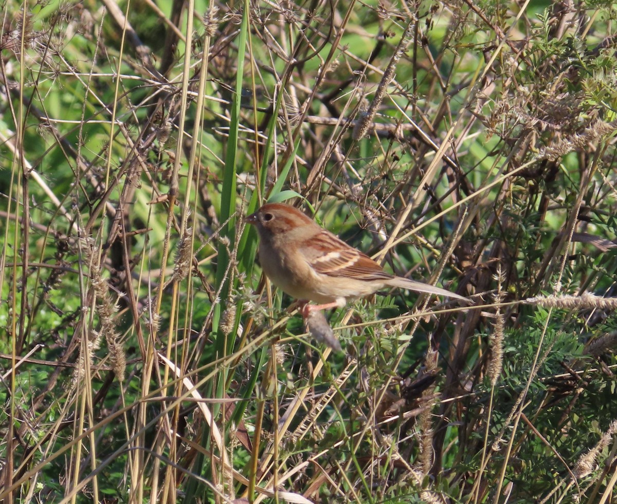 Field Sparrow - ML645681178